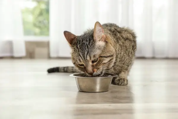 Tabby cat njuter av kattgodis på inomhusgolvet,