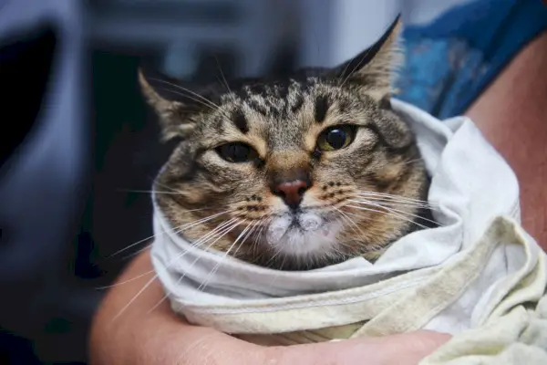 Gato enrolado confortavelmente em uma toalha, preparando-se para a administração de medicamento líquido