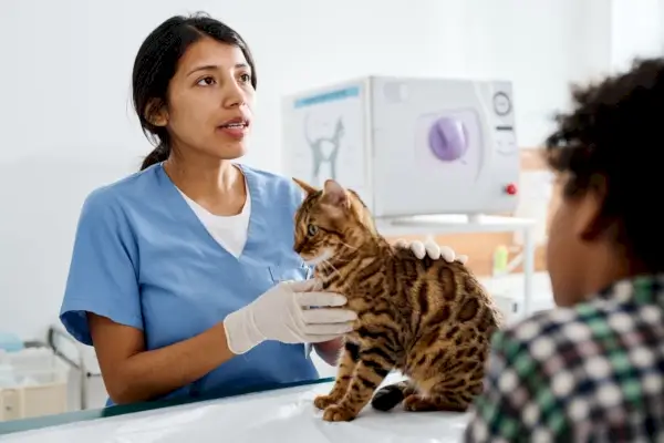 Dierenarts in gesprek met Bengaalse katteneigenaren over de toediening van vloeibare medicatie