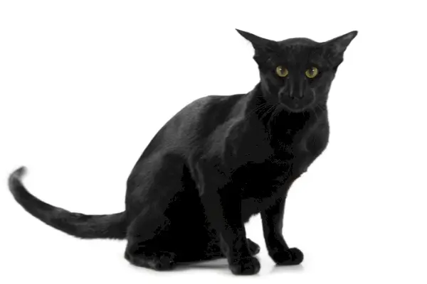 Schwarze Katze mit schwingendem Schwanz