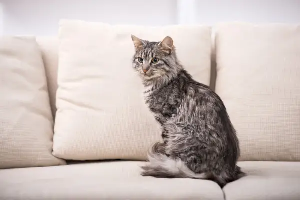 Chat assis sur un canapé avec la queue enroulée autour des pattes