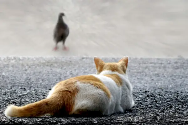 Katze verfolgt Vogel mit auf den Boden gedrücktem Schwanz