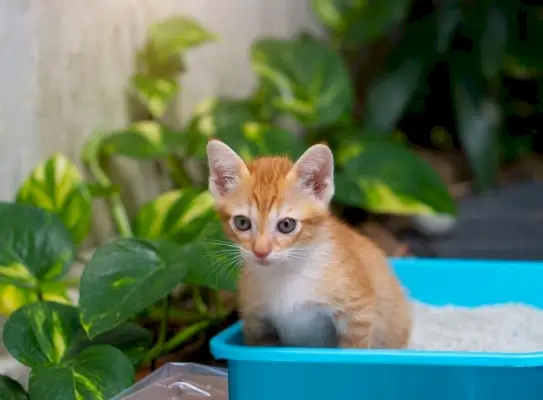 Kleine oranje kat zit plassende kat op kattenbak