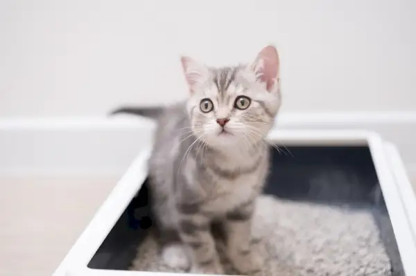 O gatinho senta na caixa de areia