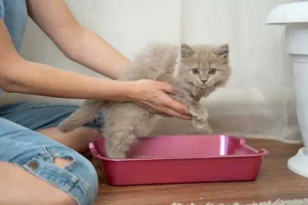 kedi çöp kutusunu kullanmayı öğreniyor