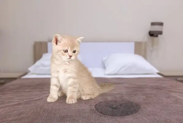 gato gris sentado cerca de mojado o orina