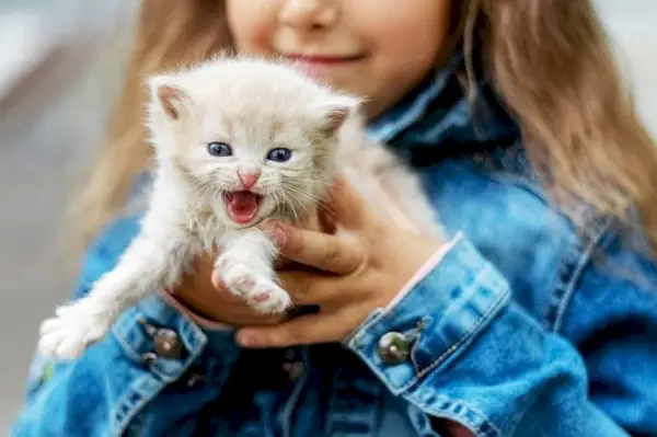 gatito blanco maúlla en brazos de una niña