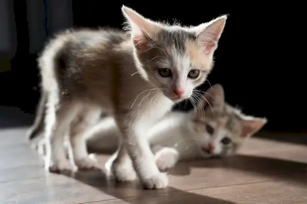 chatons sur le plancher en bois