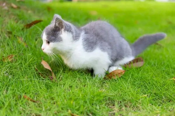 gatinho azul e branco fazendo xixi na grama