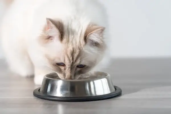 Negativos de comer abóbora para gatos