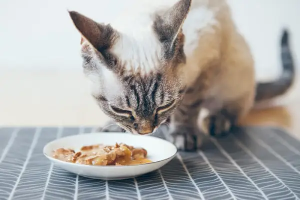 猫用の穀物不使用の食事療法