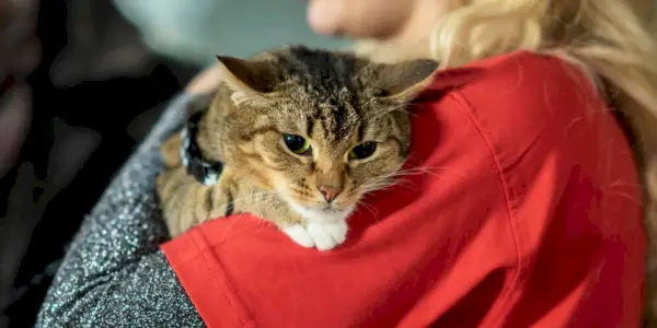 Ny studie tyder på at katteeiere elsker kattene sine mer enn partnerne deres