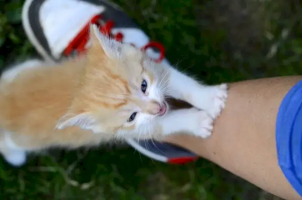 Gatinho dando patadas em alguém