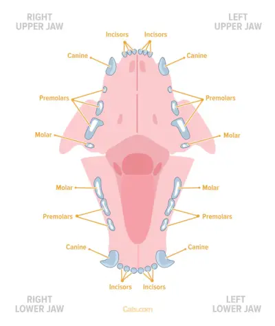 Un gatto adulto ha 30 denti, suddivisi in quattro categorie: incisivi, canini, premolari e molari.