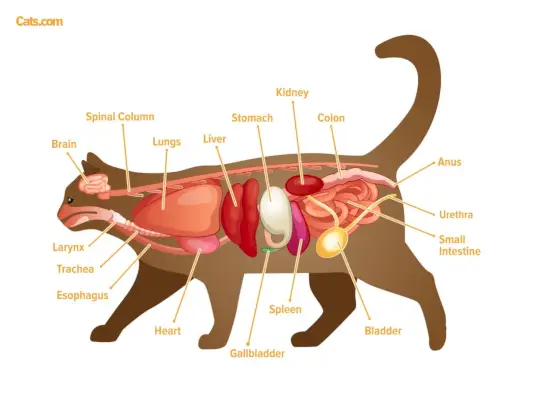 猫の解剖学ガイド