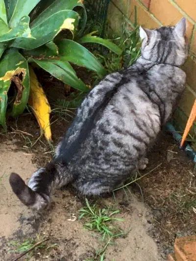 야외에서 오줌을 누는 지미라는 이름의 고양이