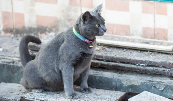 Com que frequência os gatos fazem xixi?