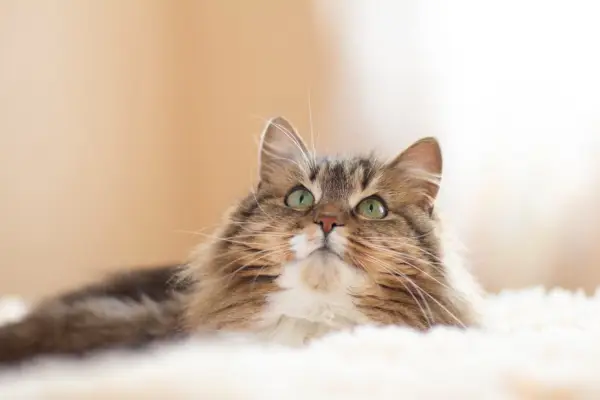 Een afbeelding die de jeugdige charme van een pluizige, gemberachtige Siberische kat weergeeft, met zijn levendige vacht en vertederende uitdrukking.