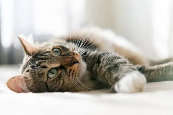 Uma imagem serena de um gato cinzento descansando pacificamente em uma cama, personificando relaxamento e contentamento.