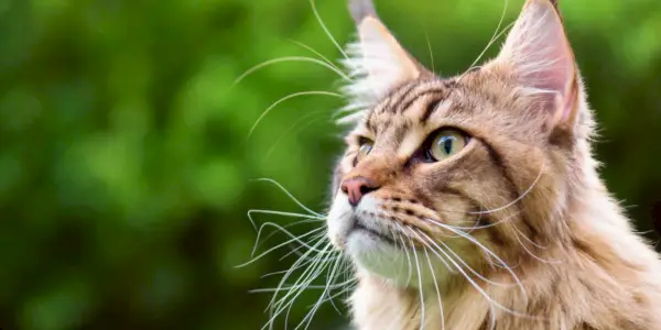 Una imagen que destaca la sorprendente presencia de un gato Maine Coon atigrado negro, con su majestuoso pelaje y sus distintivas marcas atigradas.