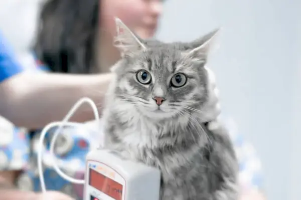 gato haciéndose un análisis de sangre