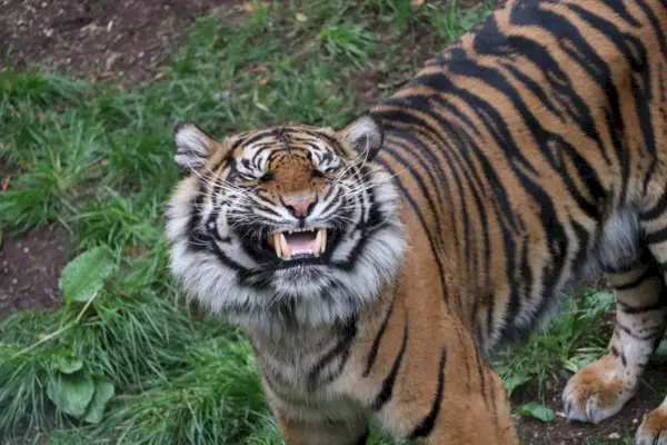 gros chat Flehmen Réponse