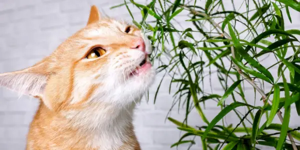 chat et plante verte