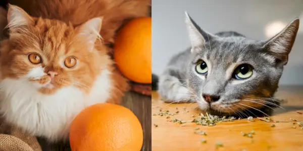 21 astuces pour les propriétaires de chats