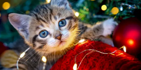 Você deveria comprar um gatinho no Natal?