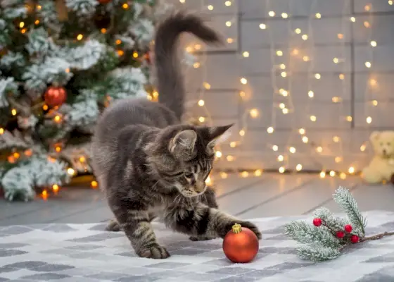 Maine coon cica egy karácsonyi díszt ütöget a karácsonyfa előtt