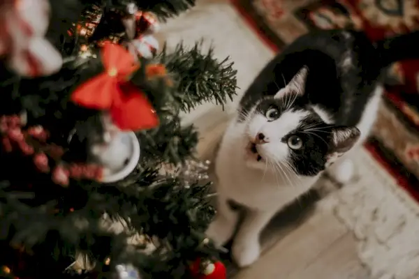 Chat noir et blanc regardant un arbre de Noël décoré