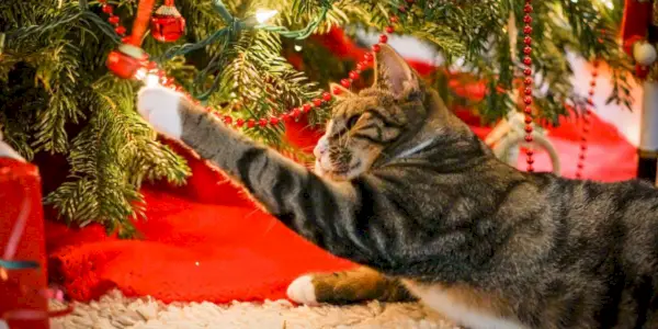 5 Tipps, um Ihren Weihnachtsbaum katzensicher zu machen