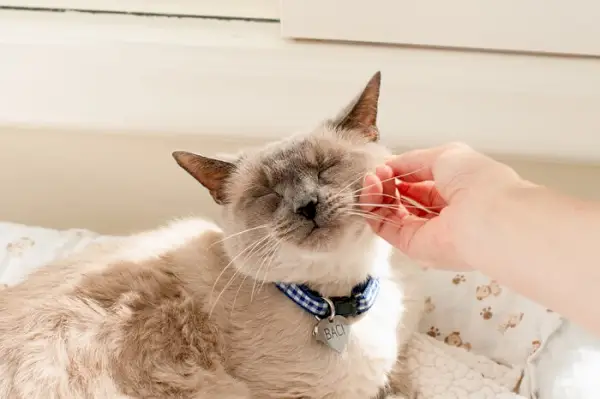 Pessoa coçando um gato