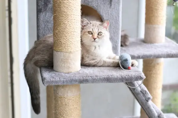 Katze sitzt mit einem Spielzeug in einem Kratzbaum