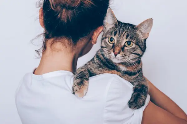 8 asiaa, jotka tulee tietää ennen kissan adoptoimista