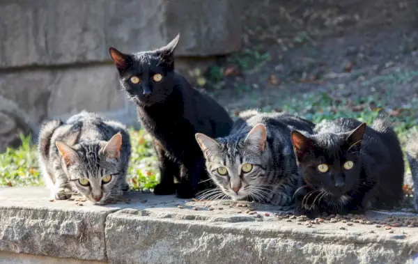 Dare da mangiare a un gruppo di gatti randagi selvatici per strada