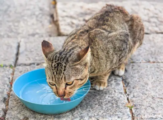 il gatto beve acqua