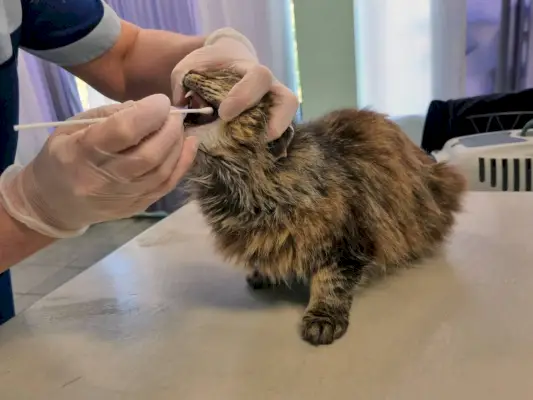 Veteriner kliniğinde veteriner, enfeksiyon için PCR testleri alıyor