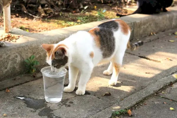 Katze trinkt und frisst Futter auf dem Boden