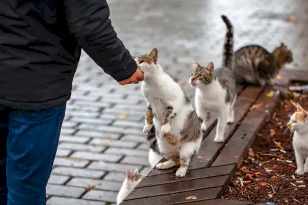 l'uomo dà da mangiare ai gatti randagi