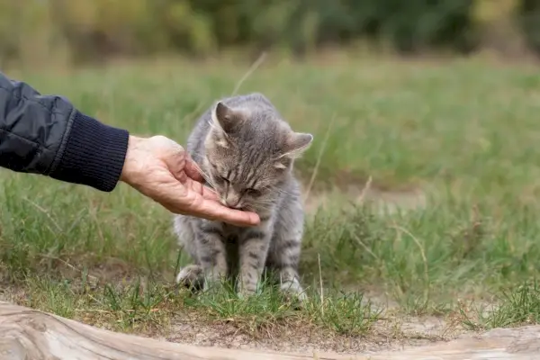 Alimentando a un gato callejero en la calle