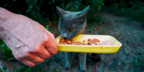 voluntário alimenta um gato de rua cinza e faminto