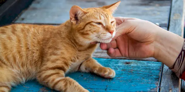 Positie van kattenoren naar voren gericht