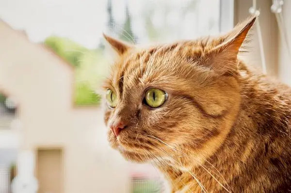 Positie van kattenoor zijwaarts en naar achteren.