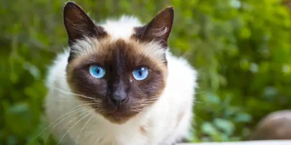 Kattens öronpositioner och vad de betyder