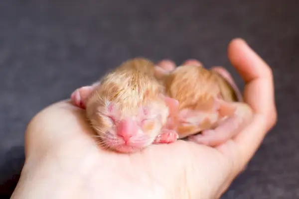 사람의 손에 작은 갓 태어난 새끼 고양이