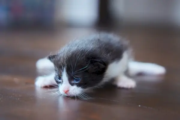 파란 눈을 가진 회색과 흰색의 2주 된 새끼 고양이