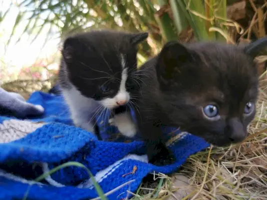 Két négyhetes cica szőnyegen fedezi fel a kertet