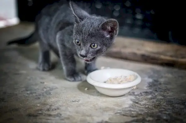 Immagine di un gattino che mangia riso.