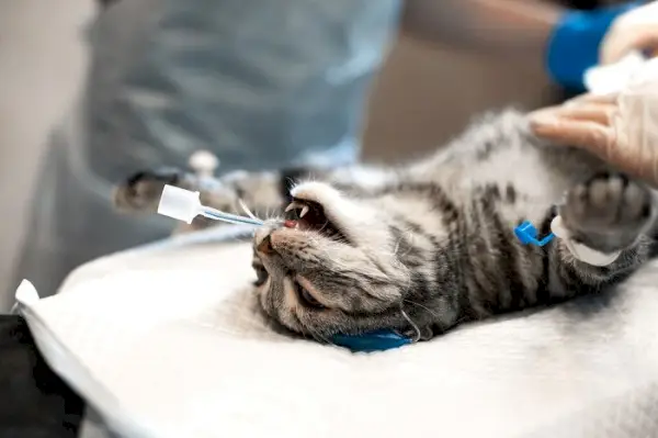 Een kat die inhalatie-anesthetica krijgt, mogelijk als onderdeel van een medische procedure of behandeling tegen ziekte.